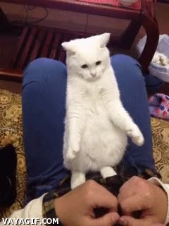 gato,extender,patas,imitar,jugar,repetir movimientos