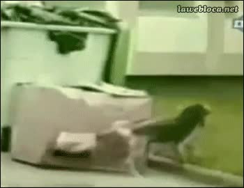 perro,orinar,caja,tocar,susto,infarto