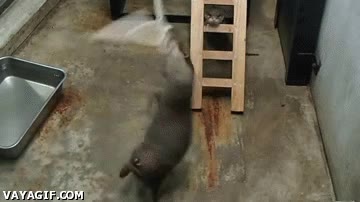 escapar,nutria,cuerda,morder,trepar,jugar