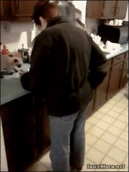 Cocina,Cena,Gato,Escalera,Subir,Trepar,Espalda