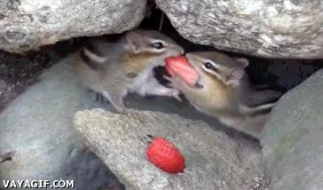 Ardillas,Pareja,Amor,San Valent&iacute;n,Comida,Fresa,Compartir