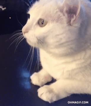 gato,headbanging,cabezazos,cancion favorita,radio,asentir al ritmo de la música