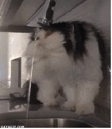 desviar,pelo,chorro,grifo,beber,gato,brujería,electricidad estática