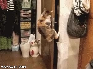 encerrado,gato,saltar,humano,puerta,abrir,maneta