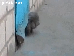 Salvar,Salir,Esconder,Perro,Gato,Rescatar,Puerta