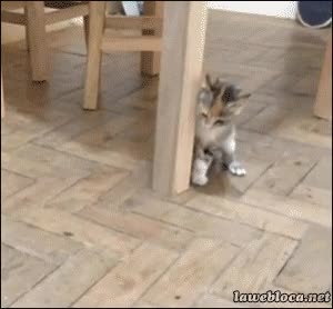 gato,asustar,jugar,insecto,mosca,susto