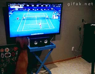 Saltos,Perro,Televisi&oacute;n,Ver,Encantado,Tenis,Deporte,Saltar