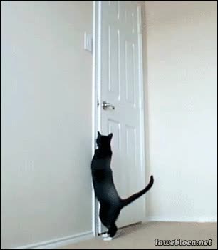 gato,puerta,abrir,agilidad,maneta