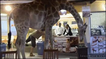 jirafa,fail,bar,zool&oacute;gico,lugar equivocado,equivocarse