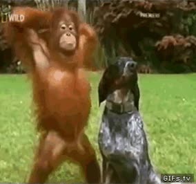 descansar,relajado,orangut&aacute;n,perro,dejarse caer