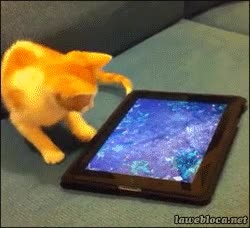 Gato,Ordenador,Tablet,Atacar,Pez,Agua,App,Aplicaci&oacute;n