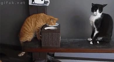 gato,gatos,pelea,comida,leche,caida,zarpazo,comer,venganza