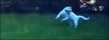 gato,cola,vueltas,c&eacute;sped,moverse