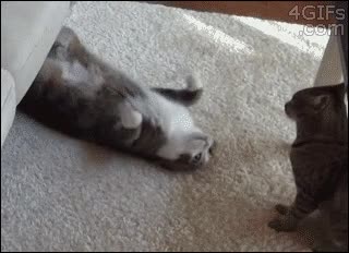 Gato,Venir,Abrazar,Cariño,Querer