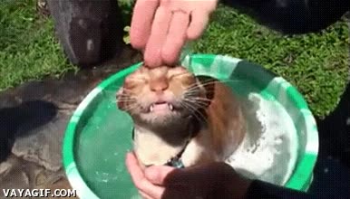 Gato,Bañar,Agua,Lavar,Placer,Encanta,Gustito,Regalado