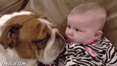 perro,cari&ntilde;o,beb&eacute;,querer,amor,leng&uuml;etazo,lengua,bulldog