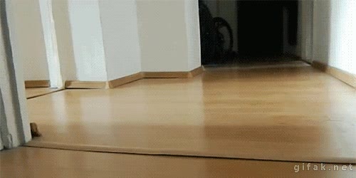 pato,divertido,seguir,persona,mover,pico,perseguir,patito