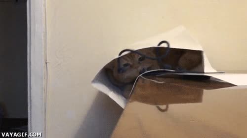 Gato,Bolsa,Dormir,Caída,Fail,Accidente,Caer,Mesa