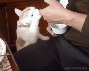 probar,gato,comida,humano,pata,comer,acercar