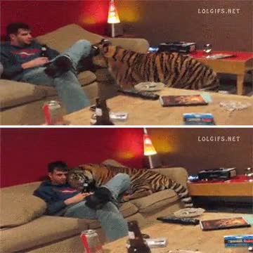 grandecito,ponerse comodo,tigre,gato,cari&ntilde;oso,mueble