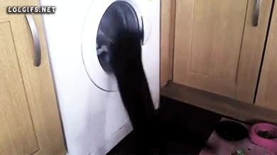 secadora,abrir,gato,detener,l&oacute;gica,lavadora,bombo,girar