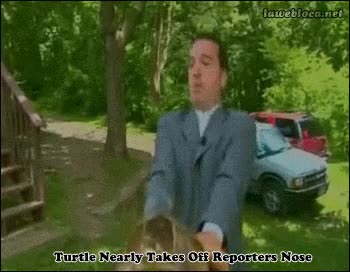 caparazon,morder,atacar,tortuga,reportero,fiar,peligroso