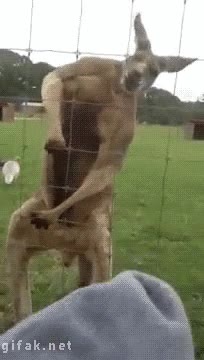 culturista,parece que vacile con los brazos,fuerte,mazao,cuadrao,canguro,zoologico,zoo