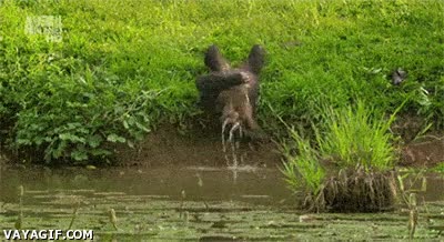 chimpance,resbalar,fail,mono,agua,caerse,osti&oacute;n,animal,hierba