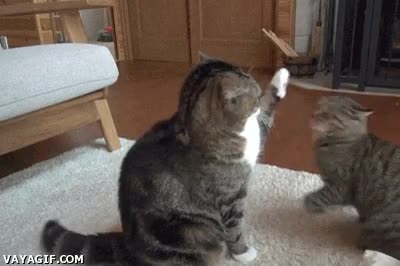 ¿Me estás levantando la pata? ¡A mí no me levantes la pata que te reviento! Jugar,Levantar,Pata,Gato,Amigo,Atacar,Mano