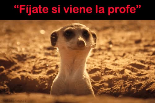 sacar,cabeza,esconder,fijarse,miral,animal,profesora,suricata