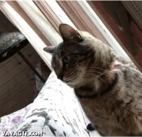 beso,besar,chica,gato,esquivar,hacer la cobra