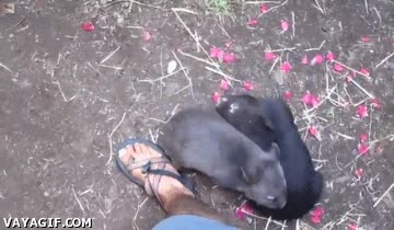 simpatico,adorable,caricias,wombat,australia