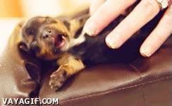 Perro,Dormir,Sueño,Despertar,Clase,Mañana