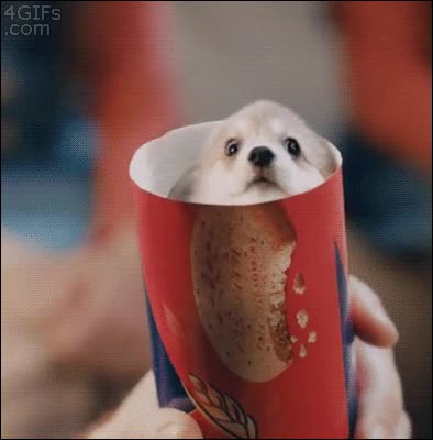 Paquete de galletas,San Valent&iacute;n,Regalo,Abrir,Lata,Cachorro,Perro