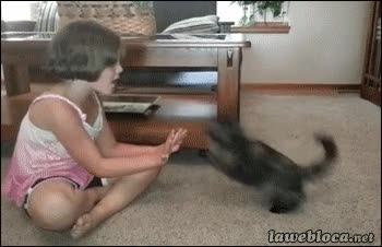 gato,atacar,ni&ntilde;a,agresivo,tranquilizar,ataque