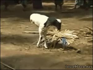 Dificíl,Vida,Dos patas,Animal,Cabra,Mucho que aprender