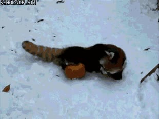 Un panda rojo en una pelea despiadada y sangrienta no apto para sensibles nieve,calabaza,mortal kombat versión gore,rojo,panda,lucha a muerte