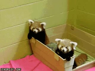 adorable,mono hasta morir,rojo,panda,five,high,abrazo,cachorros