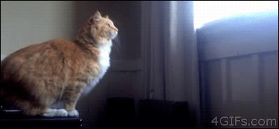 Ventana,Ca&iacute;da,Fail,Saltar,Garfield,Gato,Salto