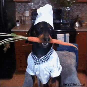 Cocinero,Cortar,Zanahoria,Cocina,Chef,Perro