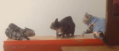 Gato,Pelea,Ca&iacute;da,Paliza,Furia,Bronca,susto,Por la espalda