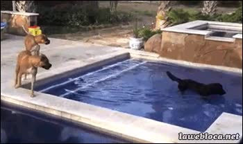 Patinar,Piscina,Agua,Fail,Caída,Perro,Resbalar