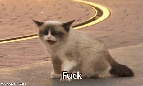 Maullar,Grumpy Cat,Mierda,Enojado,Gato