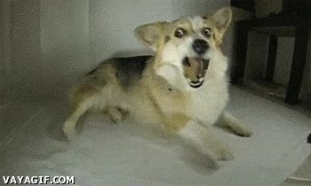 a camara lenta,galleta,comer,perro,corgi