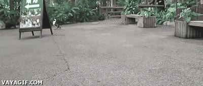 Zoologico,Correr,Perseguir,Seguir,Ping&uuml;ino