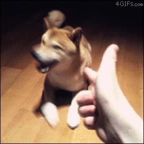 very dramatic,hacerse el muerto,perro,disparar,wow,such gun,shiba inu,doge,shibe