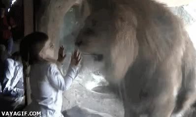 valiente,ni&ntilde;a,zoologico,rascar,miedo,proteccion,cristal,leon