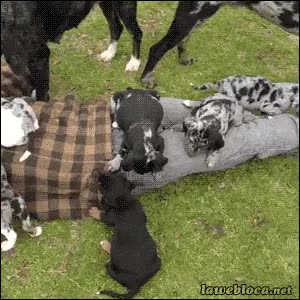 es irónico y tal,ropa,debjo,comida,perros,cachorros,devorar