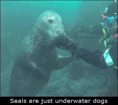 acariciar,submarinista,perros,focas,underwater dogs