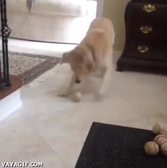 caer,jugar,pelota,resbalon,perro,pelotas,resbalar